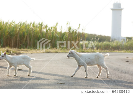 Goat on Hateruma Island, Okinawa Prefecture, the southernmost tip of Japan Goat on Hateruma Island, Okinawa Prefecture, the southernmost tip of Japan 64280413
