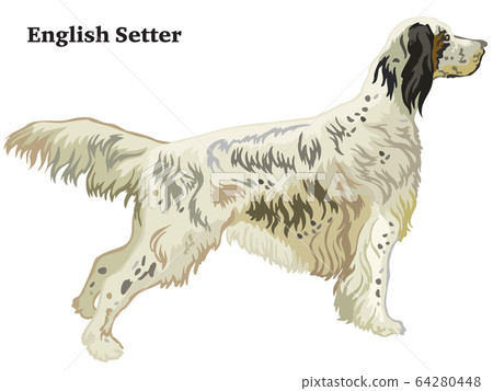 Colored decorative standing portrait of English 64280448
