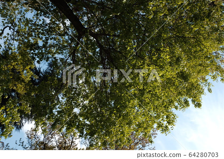 樹 64280703