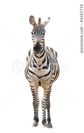zebra isolated 64281719