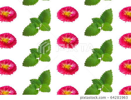 Daisy flowers regular pattern white background. Daisy flowers regular pattern white background. 64281963