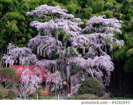 [Fukushima] _Sakura Yukimura_04 64282643