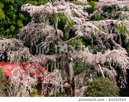 [Fukushima Prefecture] _Yukimura Sakura_05 64282644