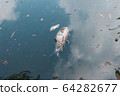 2 white fish that are dead In rotten water 64282677