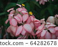 Pink flowers and in the park in the afternoon 64282678