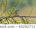 blue bird	 64282713