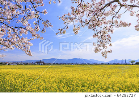 Fujiwara shrine site: cherry blossoms in full bloom and rape blossoms 64282727