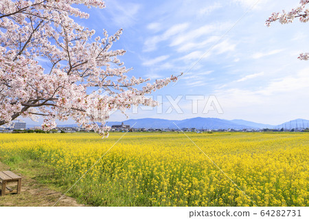 Fujiwara shrine site: cherry blossoms in full bloom and rape blossoms Fujiwara shrine site: cherry blossoms in full bloom and rape blossoms 64282731