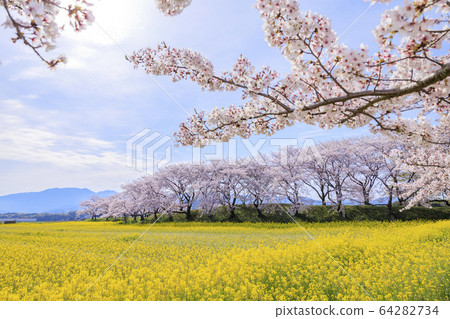 Fujiwara shrine site: cherry blossoms in full bloom and rape blossoms Fujiwara shrine site: cherry blossoms in full bloom and rape blossoms 64282734