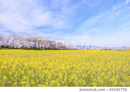 藤原神社遺址：盛開的櫻花和油菜花 64282750