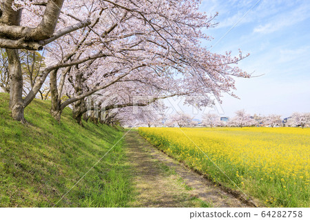 Fujiwara shrine site: cherry blossoms in full bloom and rape blossoms 64282758
