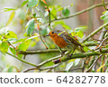 Robin 64282778