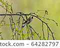 Gold finch 64282797