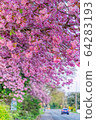 Cherry blossoms in England 64283193