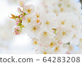 Cherry blossoms in England 64283208