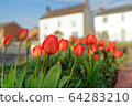 British tulips 64283210