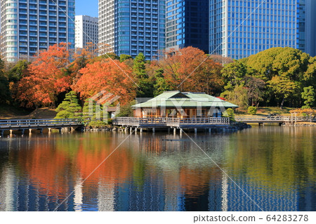 [東京] Hamarikyu和汐留摩天大樓的秋葉 64283278
