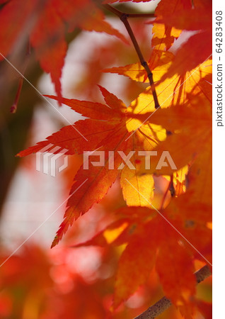 紅色和黃色的秋葉和燈光位置:川口湖周圍(山梨縣) 紅色和黃色的秋葉和燈光位置:川口湖周圍(山梨縣) 64283408