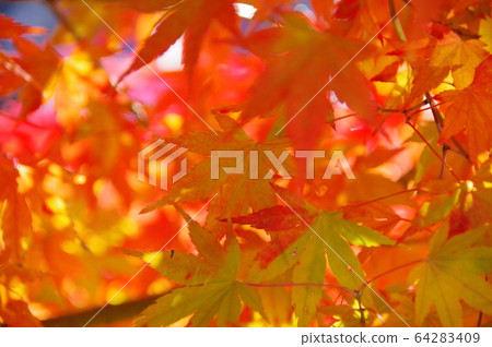 紅色和黃色的秋葉和燈光位置:川口湖周圍(山梨縣) 紅色和黃色的秋葉和燈光位置:川口湖周圍(山梨縣) 64283409