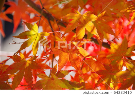紅色和黃色的秋葉和燈光位置:川口湖周圍(山梨縣) 紅色和黃色的秋葉和燈光位置:川口湖周圍(山梨縣) 64283410