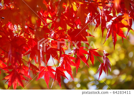 紅色和黃色的秋葉地點:川口湖周圍(山梨縣) 紅色和黃色的秋葉地點:川口湖周圍(山梨縣) 64283411