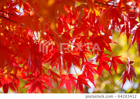 紅色和黃色的秋葉地點:川口湖周圍(山梨縣) 紅色和黃色的秋葉地點:川口湖周圍(山梨縣) 64283412
