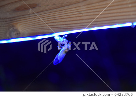 照明，蛻皮 64283766