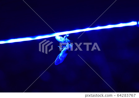 蟬蛻皮的島間夜光 64283767