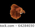 Siamese fighting fish movement on black background. 64284030