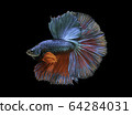Siamese fighting fish movement on black background. 64284031