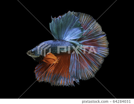 Siamese fighting fish movement on black background. 64284031