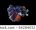 Siamese fighting fish movement on black background. 64284032