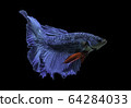 Siamese fighting fish movement on black background. 64284033