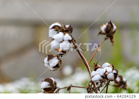 棉花在樹上，棉花花 64284129