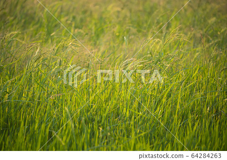 The asia ear of rice in the green field blur The asia ear of rice in the green field blur 64284263
