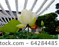 Pink lotus flower in summer 64284485