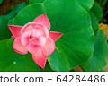 Pink lotus flower in summer 64284486