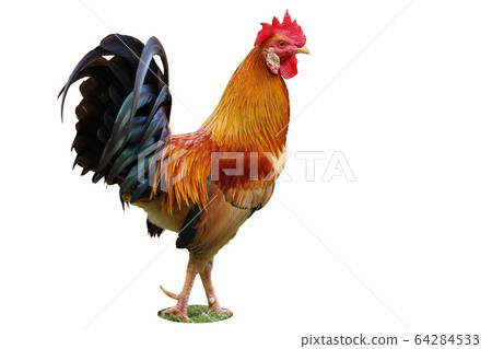 The thai fighting cock is beautiful animal pet on 64284533