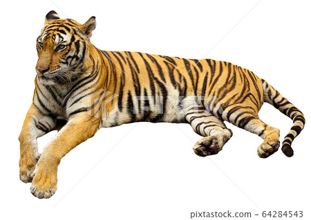 The big Tiger sit down is rest on isolated for 64284543