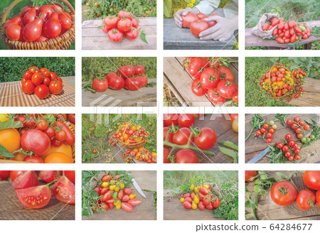 Collage of growing tomatoes Collage of growing tomatoes 64284677