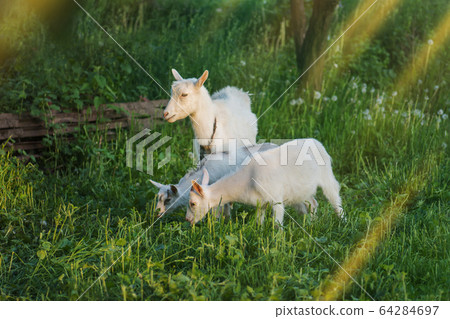 Family goats on a green meadow. Herd of goats Family goats on a green meadow. Herd of goats 64284697