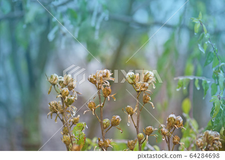 China rose seed box on nature background. Red China rose seed box on nature background. Red 64284698
