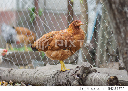 Hens on autumn landscape. Autumn landscape with 64284721