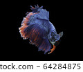 Siamese fighting fish movement on black background. 64284875