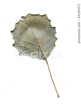 Autumn leaves of aspen Autumn leaves of aspen 64284971