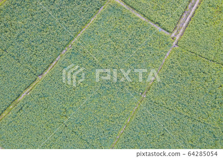 Aerial view of cultivated agricultural soybean 64285054