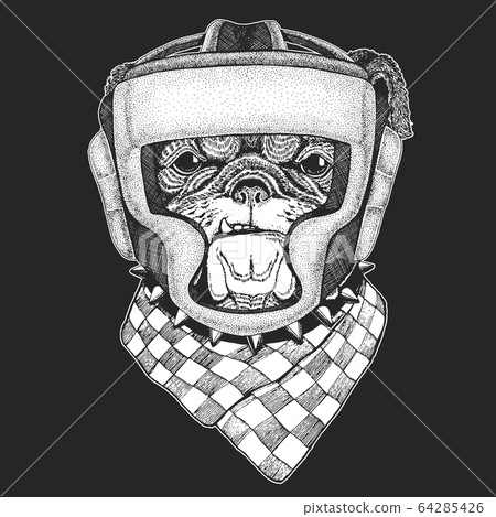 Bulldog, dog. Portrait of cute animal. Boxing helmet. Boxer. 64285426