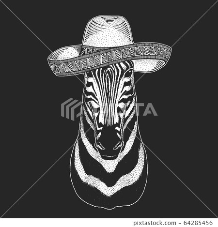 Zebra portrait. Sombrero is traditional mexican hat. Mexico. Head of wild animal. Zebra portrait. Sombrero is traditional mexican hat. Mexico. Head of wild animal. 64285456