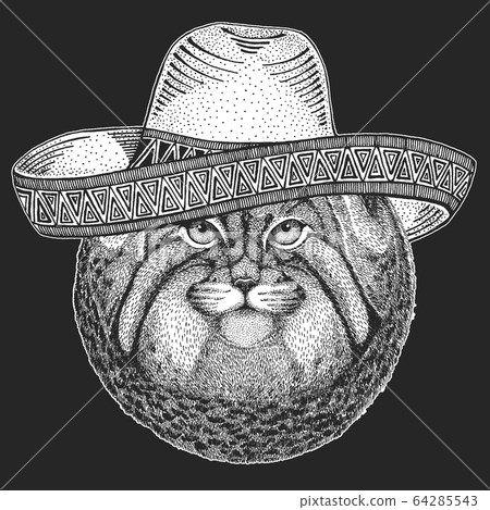 Pallas cat head. Sombrero is traditional mexican hat. Mexico. Manul head. Wild cat portrait. Pallas cat head. Sombrero is traditional mexican hat. Mexico. Manul head. Wild cat portrait. 64285543