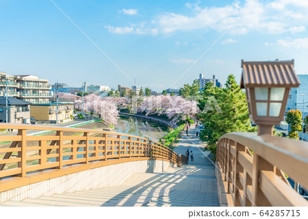 日光海道國家指定的風景名勝松原創價和櫻花風景 64285715